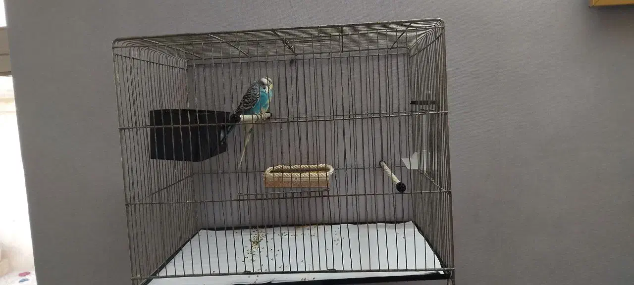 مرغ عشق با قفس و تجهیزات|پرنده|خوی, |دیوار