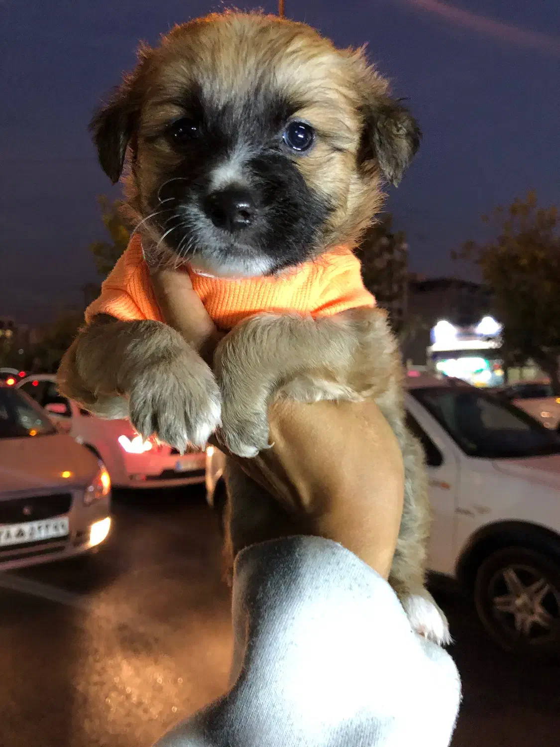 توله سگ شیتزو کراس عروسکی|سگ|تهران, دهکده المپیک|دیوار