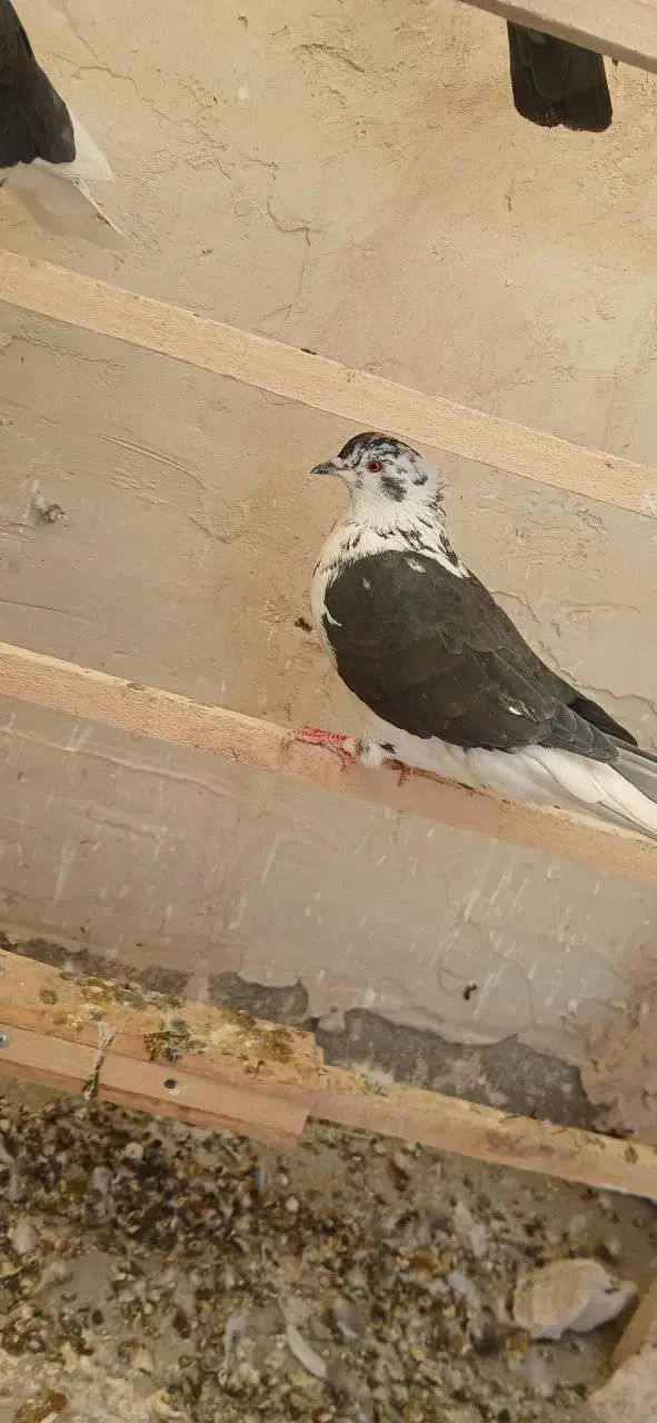 کبوتر|پرنده|اشنویه, |دیوار