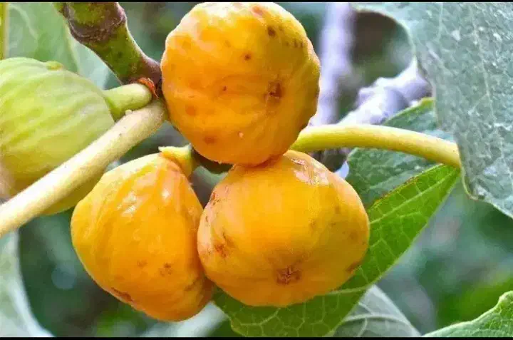 تولید و عرضه انواع انجیر دیم|خدمات باغبانی و درختکاری|یاسوج, |دیوار