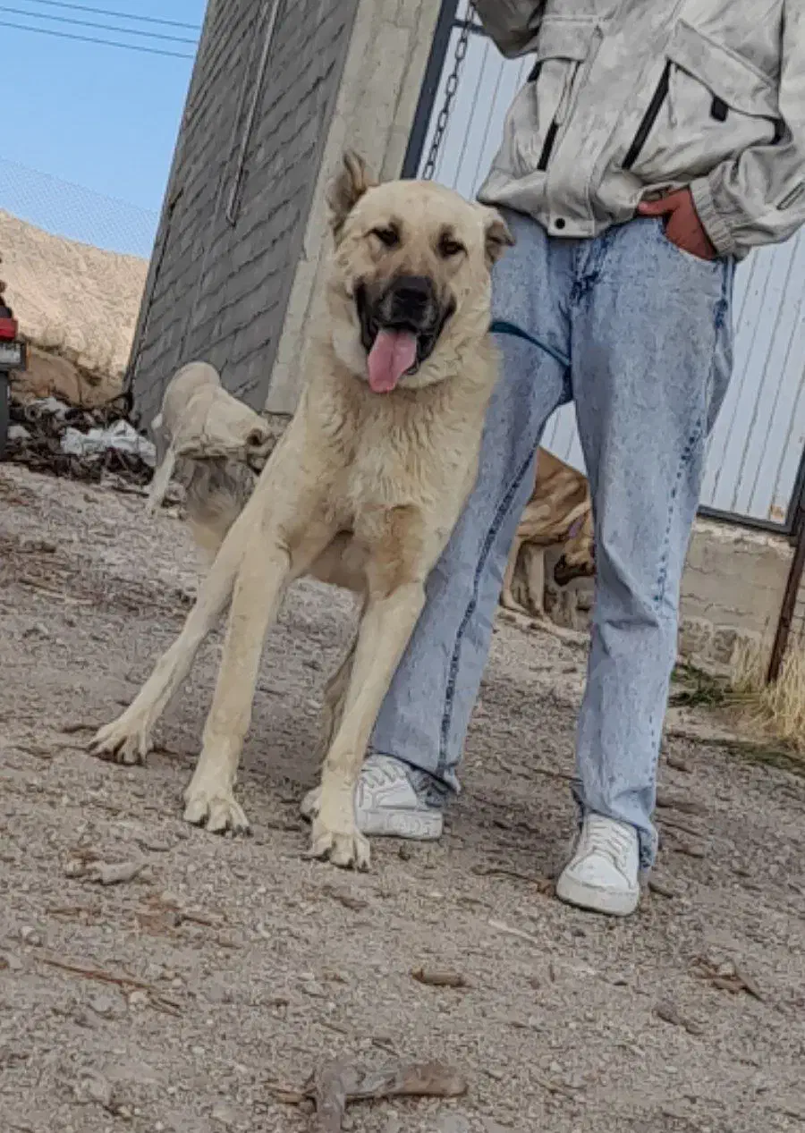 واگذاری سگ عراقی|سگ|اهر, |دیوار