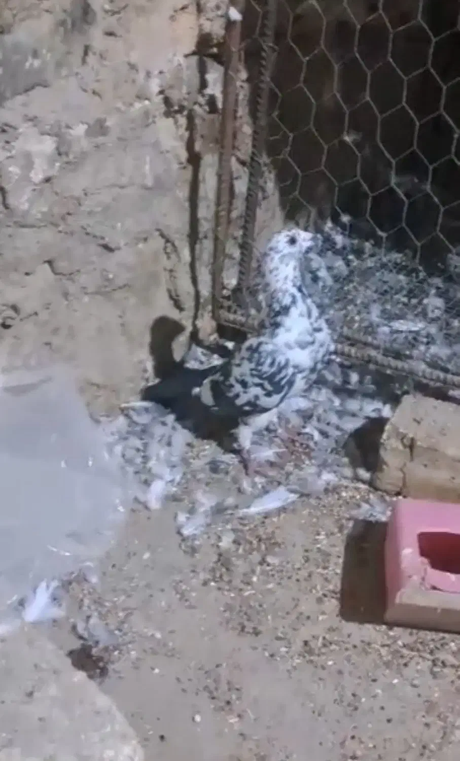 کفتر گلی پلاکی و درب گنجه|پرنده|کازرون, |دیوار