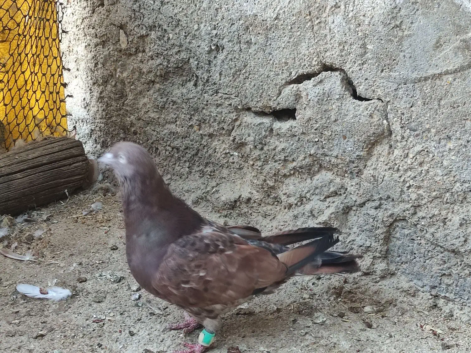 کبوتر کله ای،برنجی|پرنده|امیدیه, |دیوار