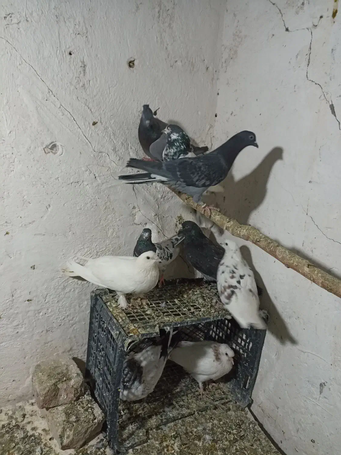 16عدد کبوتر خوب پرشی|پرنده|چهاردانگه (تهران), |دیوار