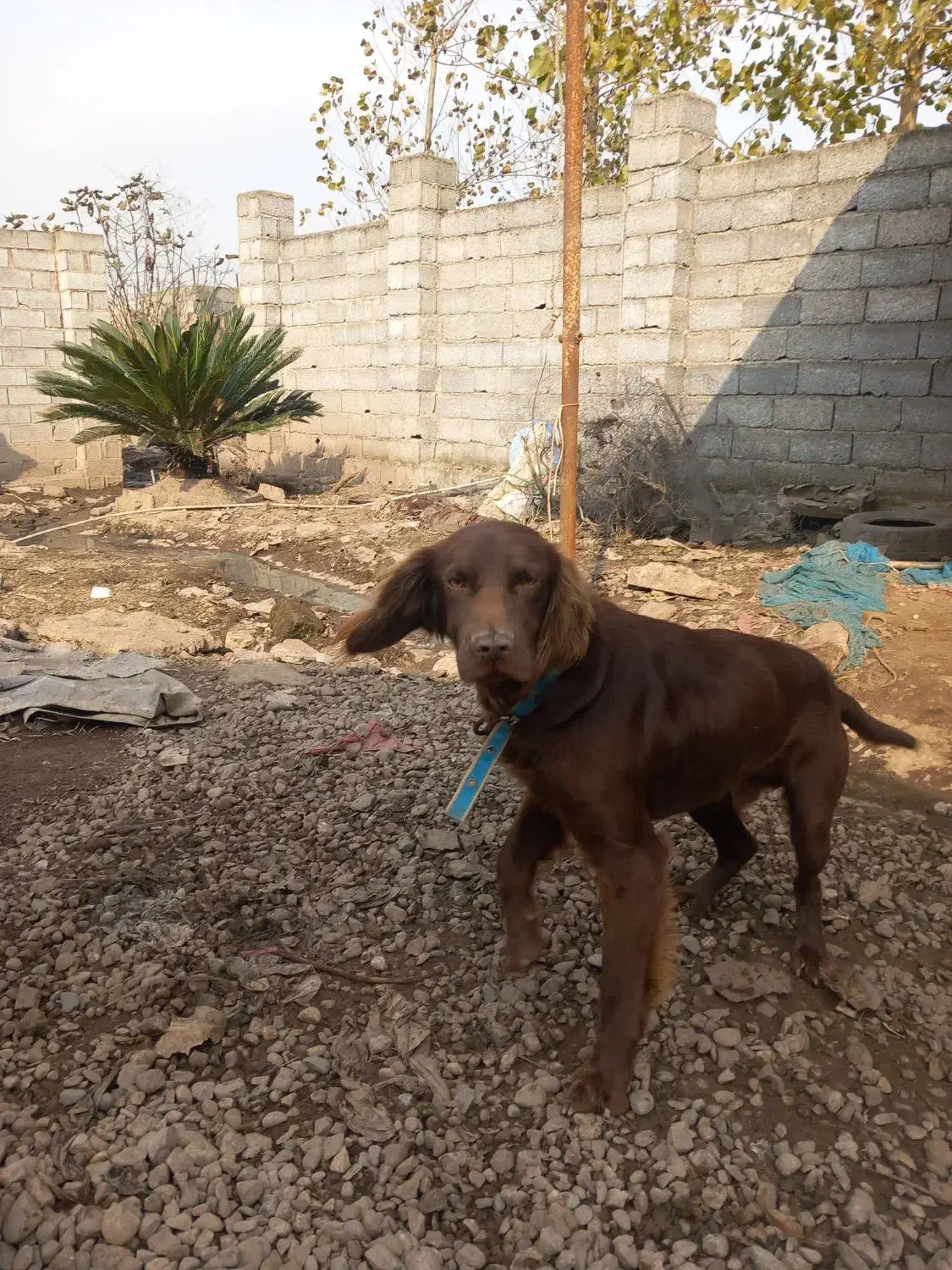 یک عدد سگ شکاری به فروش میرسد|سگ|رودبنه, |دیوار