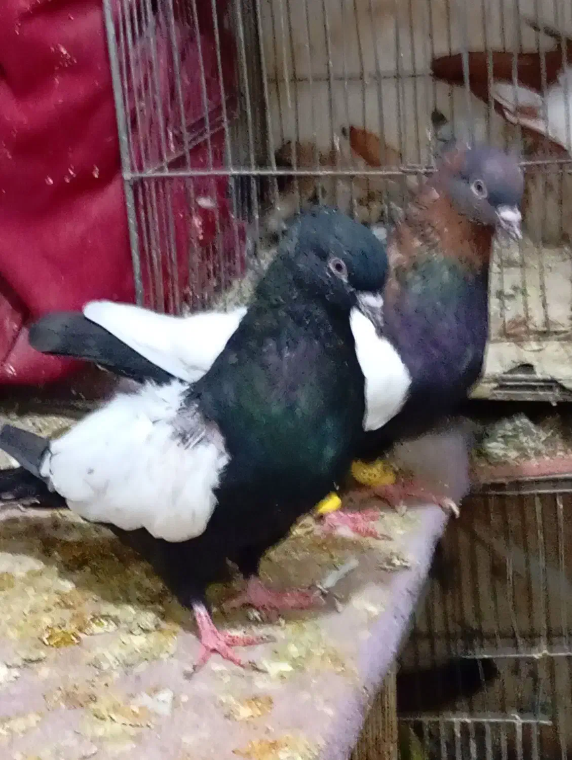 سینه تافته ای وتعداد۶عدد سینه سیاه فوق العاده|پرنده|مرودشت, ابوذر شمالی|دیوار