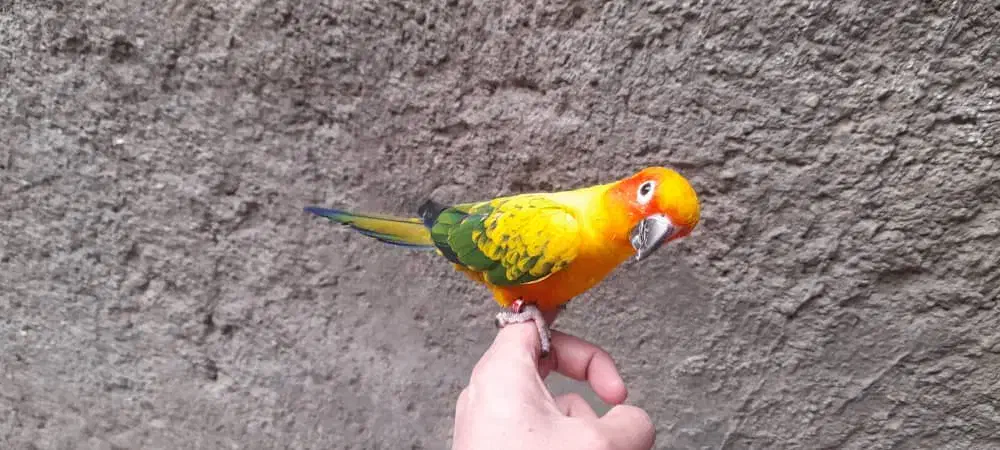 طوطی عروس مرغ عشق فنج سره قناری بخوان|پرنده|پاکدشت, پاکدشت (مامازند)|دیوار