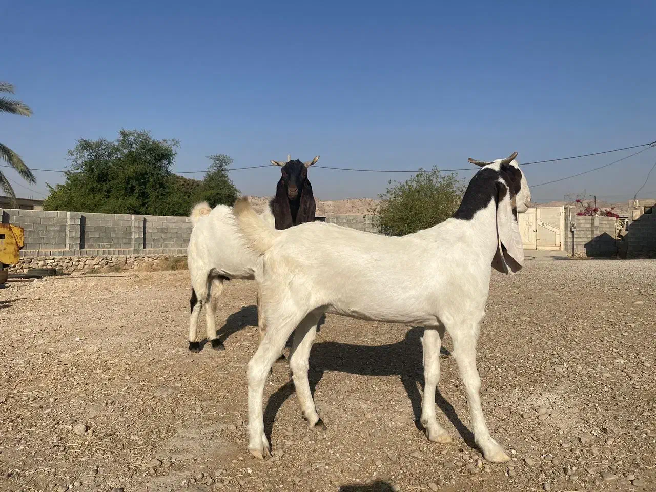 بز و پازن پاکستانی|حیوانات مزرعه|کازرون, |دیوار