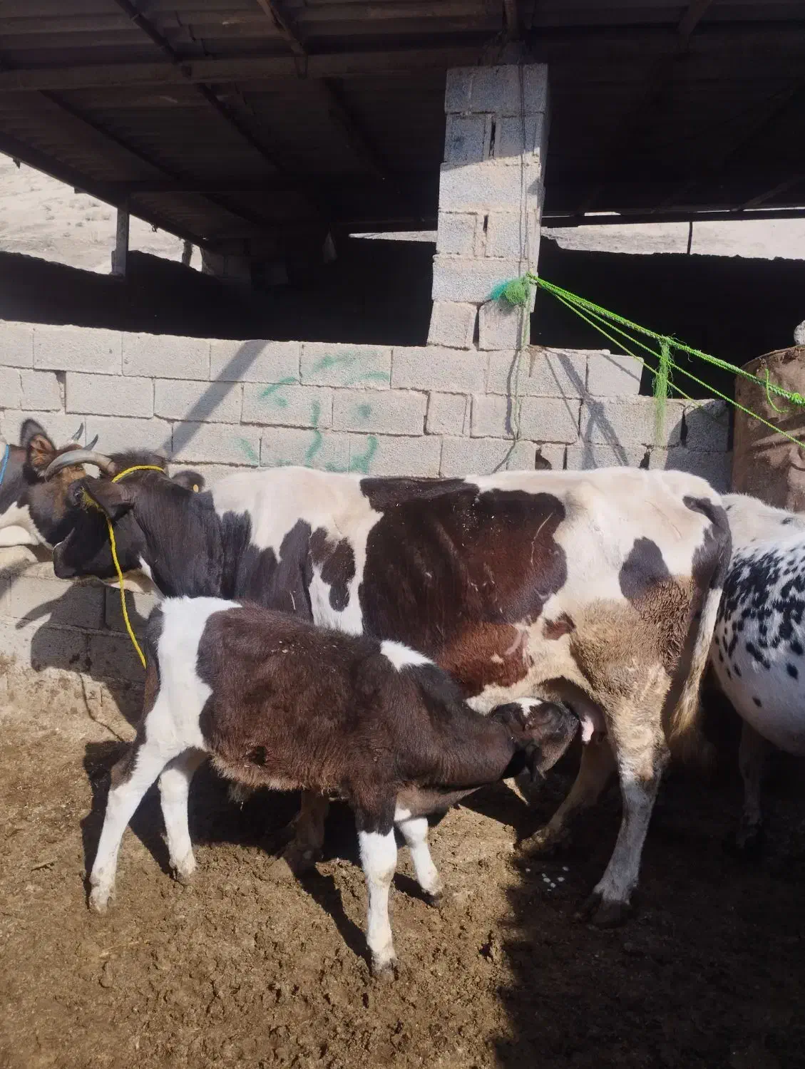 گاو گوساله دار نر 10کیلو شیر|حیوانات مزرعه|فراغی, |دیوار