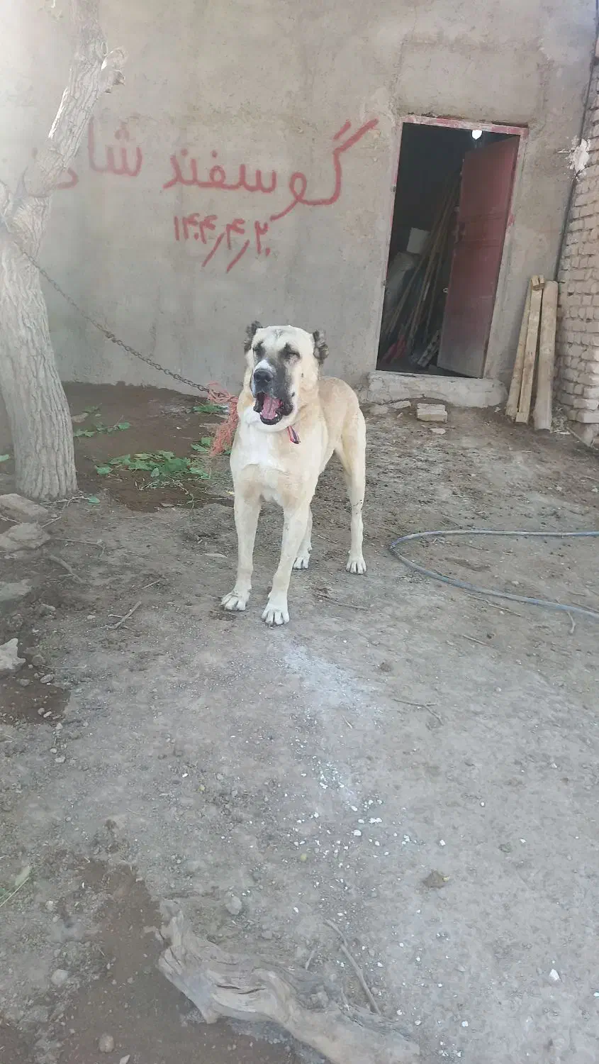 گمشده|حیوانات|اسفرورین, |دیوار