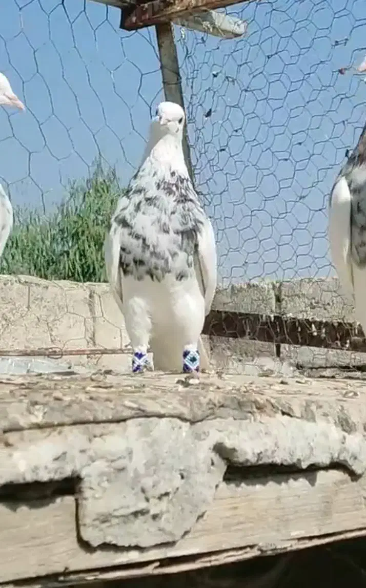 کبوتر طوقی  دهلران|پرنده|ایلام, |دیوار