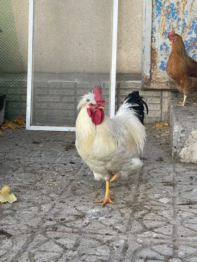 خروس محلی کاکل دار|حیوانات مزرعه|اهر, |دیوار