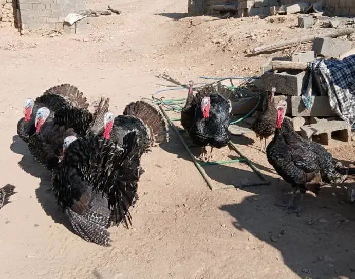 بوقلموننر|حیوانات مزرعه|شیراز, شهرک مهدیآباد|دیوار