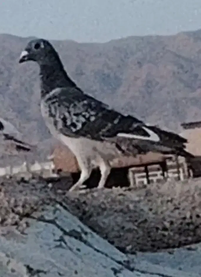 نر قره گم شده|حیوانات|بیرجند, |دیوار