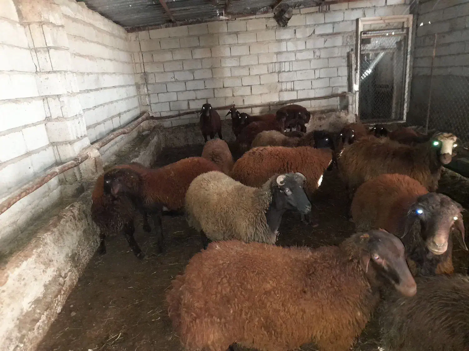 گوشت بره نر ارگانیک|حیوانات مزرعه|سیه رود, |دیوار