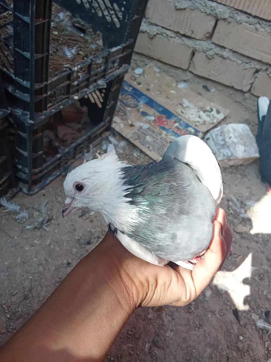 کبوتر|پرنده|ارسنجان, |دیوار