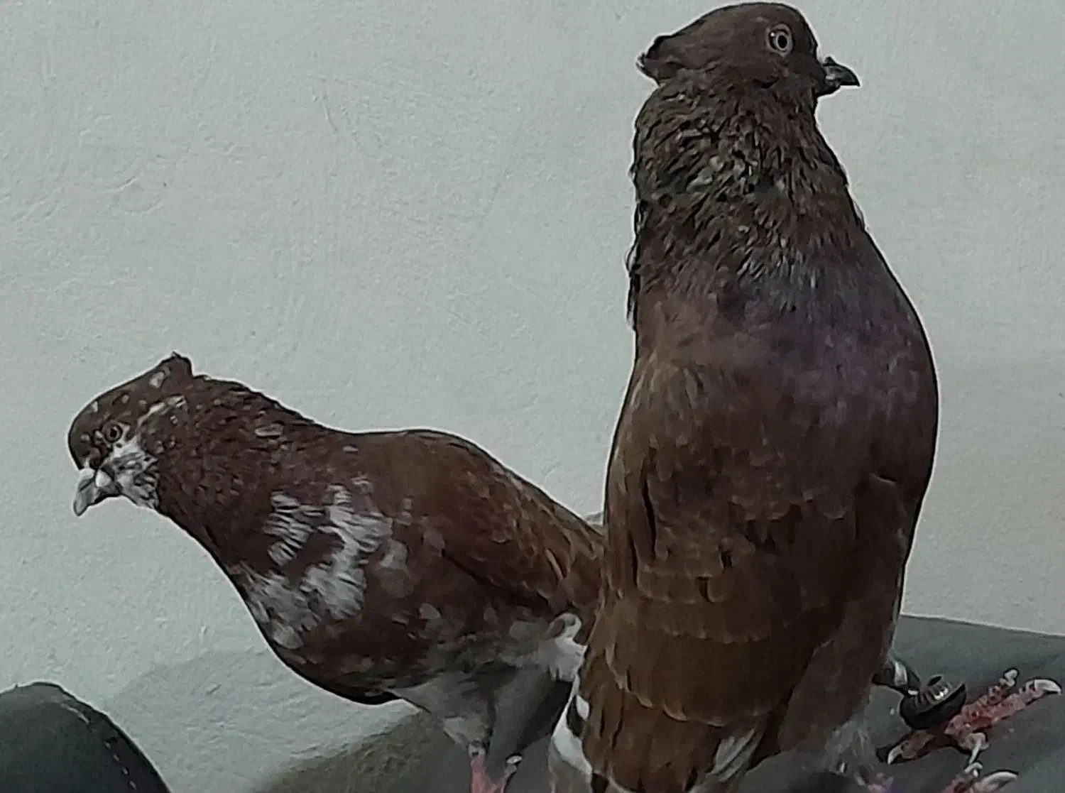 کبوتر اس ...|پرنده|گمیشان, |دیوار