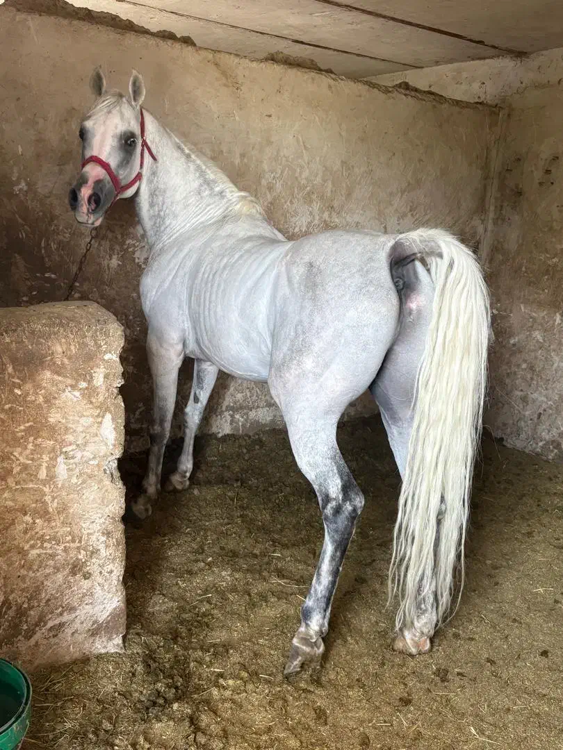 فروش تعدادی اسب از همه نژاد ها|اسب و تجهیزات اسب‌سواری|تهران, انبار نفت|دیوار