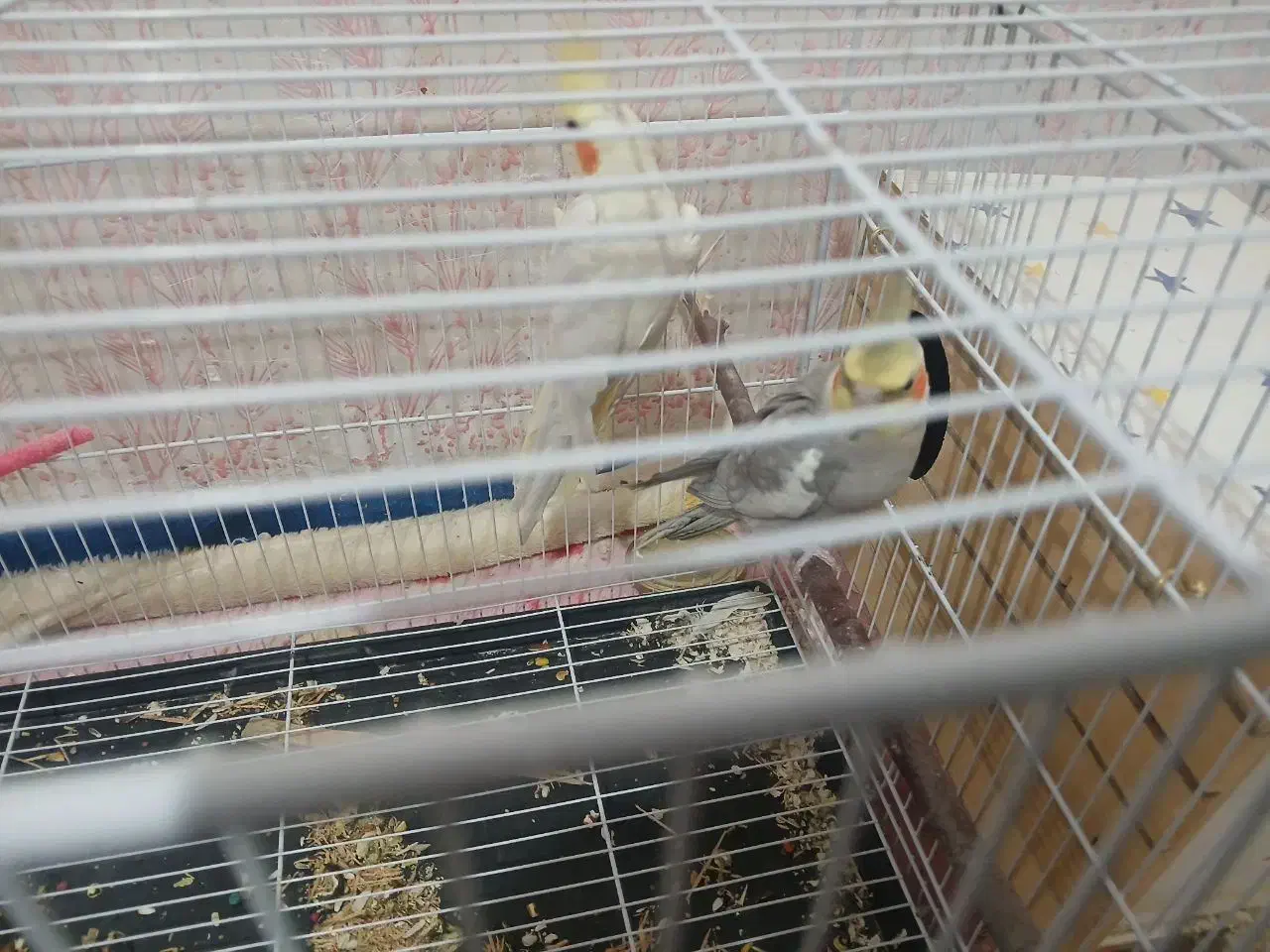 عروس هلندی نروماده|پرنده|زهک, |دیوار