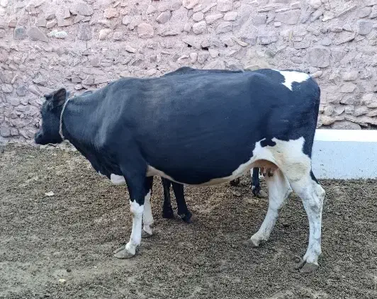 گاو دورگه|حیوانات مزرعه|چاراویماق, |دیوار