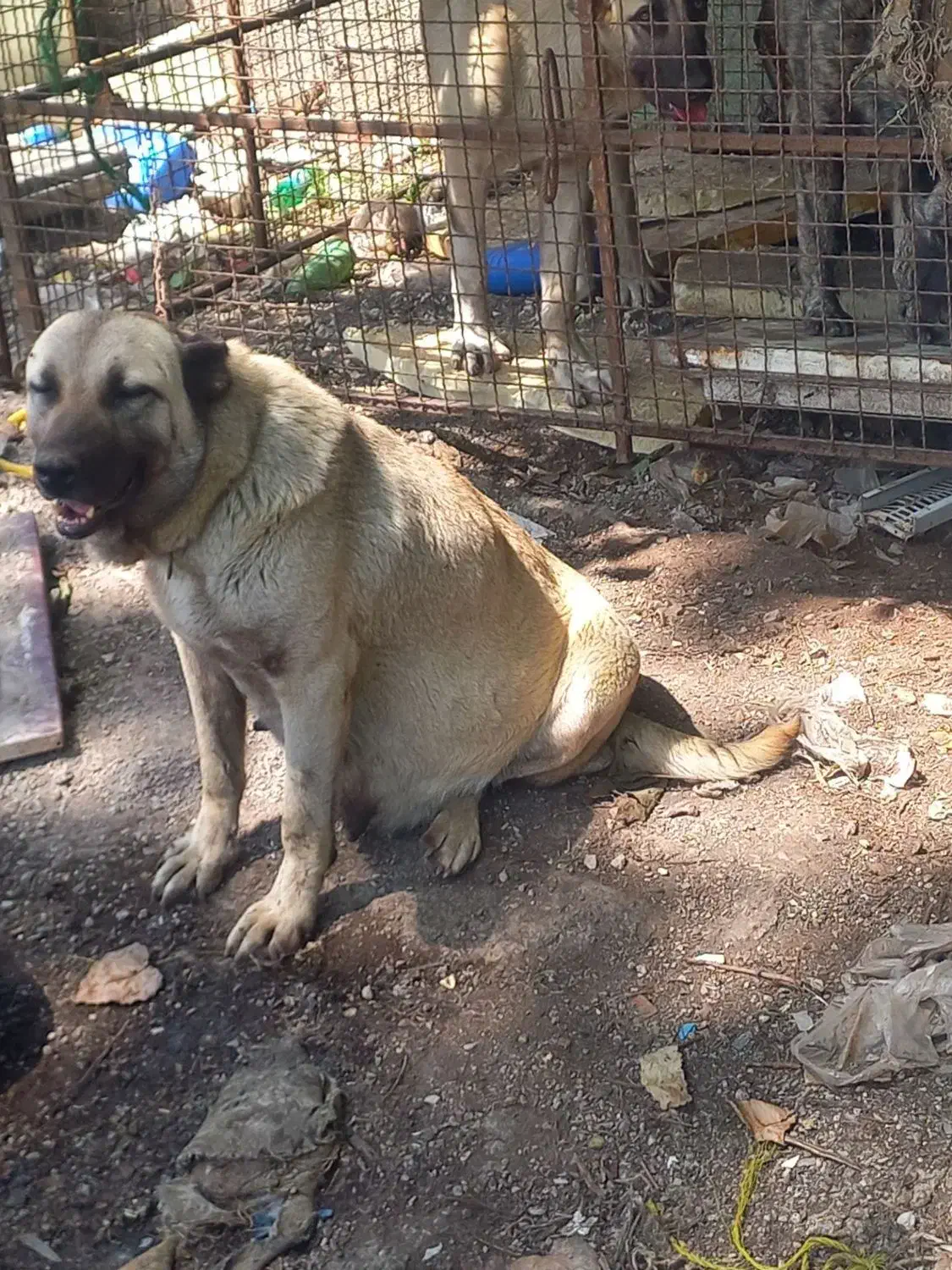 واگذاری سگ سرابی نر ماده|سگ|رشت, حومه رشت|دیوار