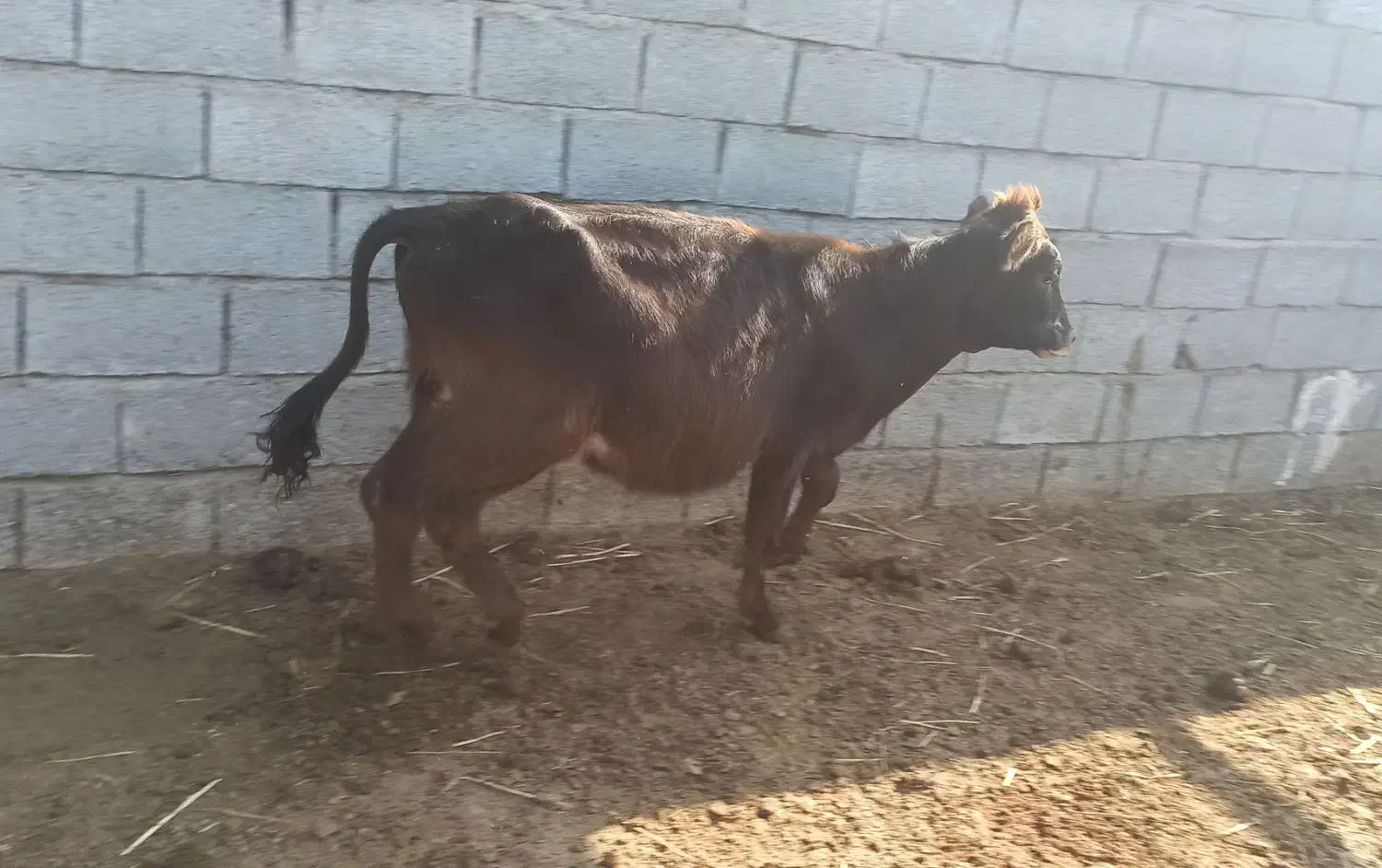 گوساله|حیوانات مزرعه|اسلام آباد, |دیوار