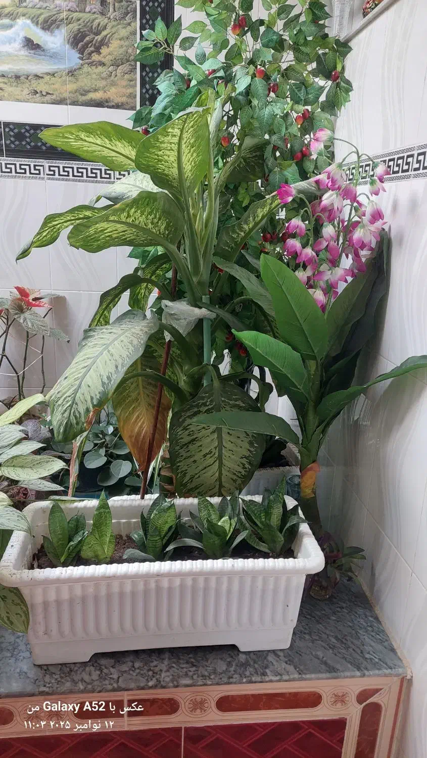 سه عدد گل|گل و گیاه طبیعی|اهر, |دیوار