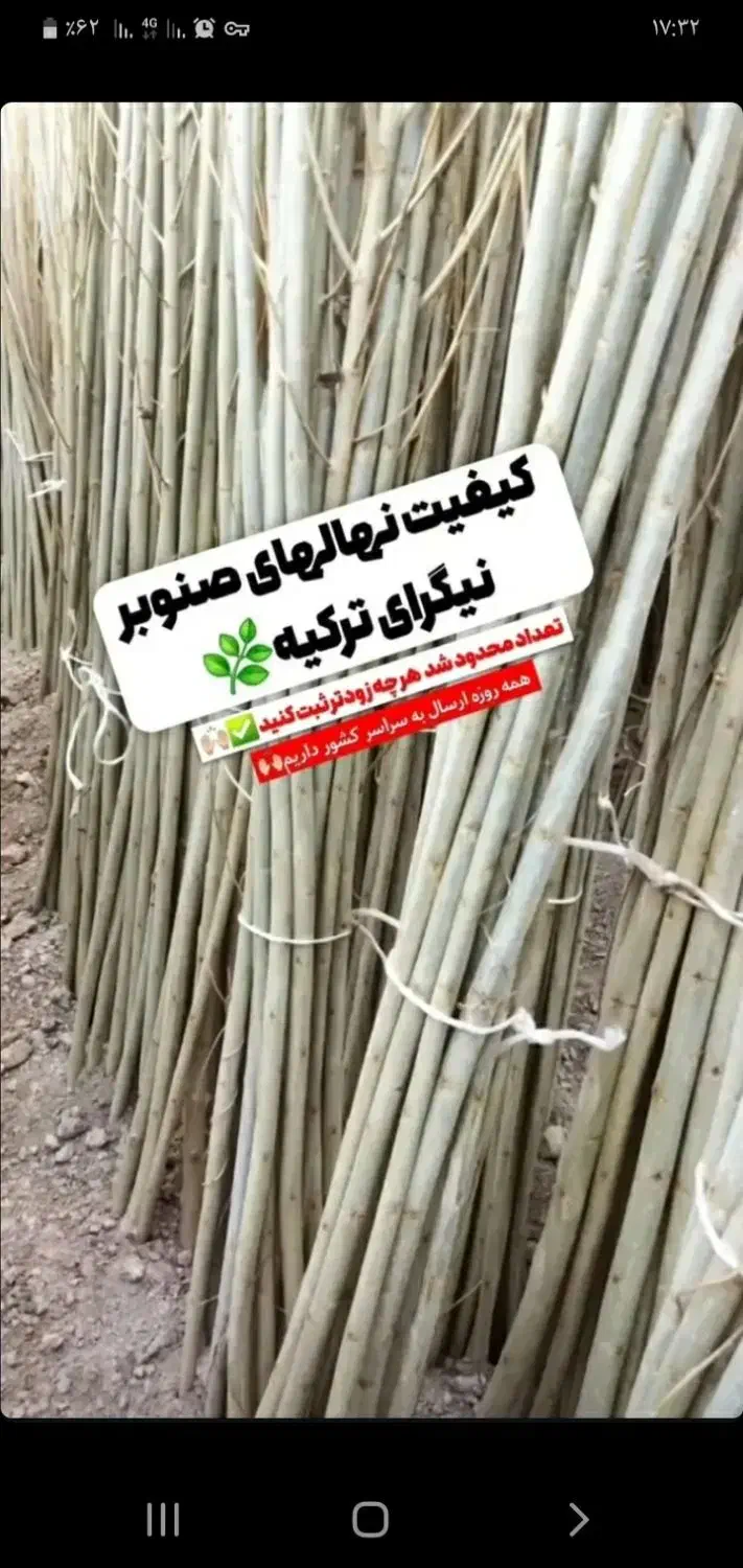 فروش نهال صنوبر وکبوده سیاه|عمده‌فروشی|میاندوآب, |دیوار