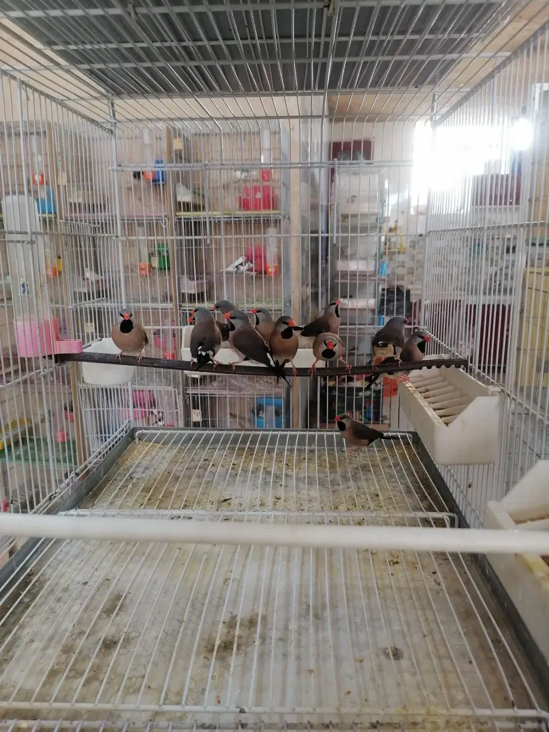 فنچ کرواتی|پرنده|شیراز, کرونی(خاتونک)|دیوار