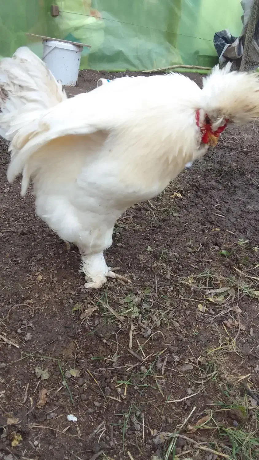 خروس سلطان|حیوانات مزرعه|رشت, دیانتی|دیوار