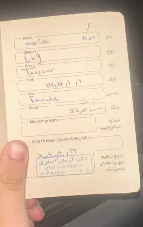 اصیل مایل ب معاوضه|سگ|قزوین, |دیوار