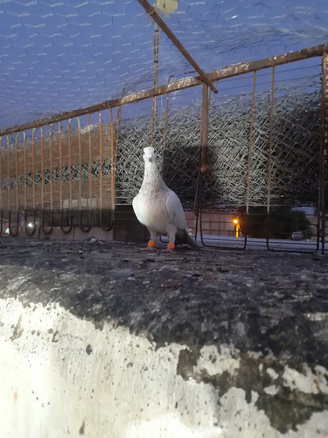 نر کوهی کاکولی|پرنده|شوشتر, |دیوار