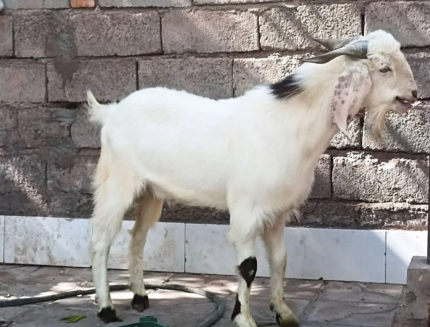 نری|حیوانات مزرعه|بم, |دیوار