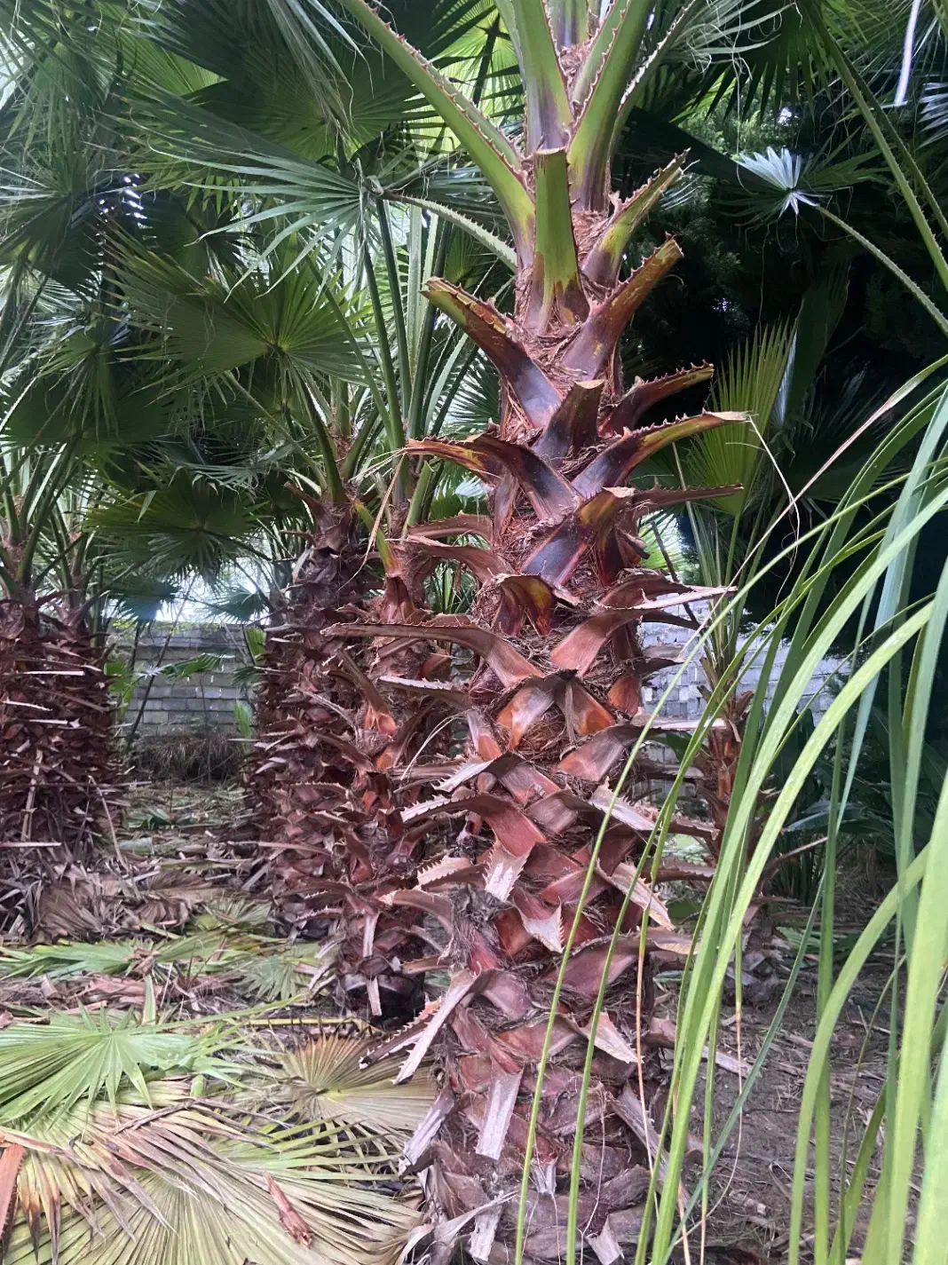 درخت پالم واشنگتنی ۲،۳ ،۴ متری|عمدهفروشی|دابودشت, |دیوار