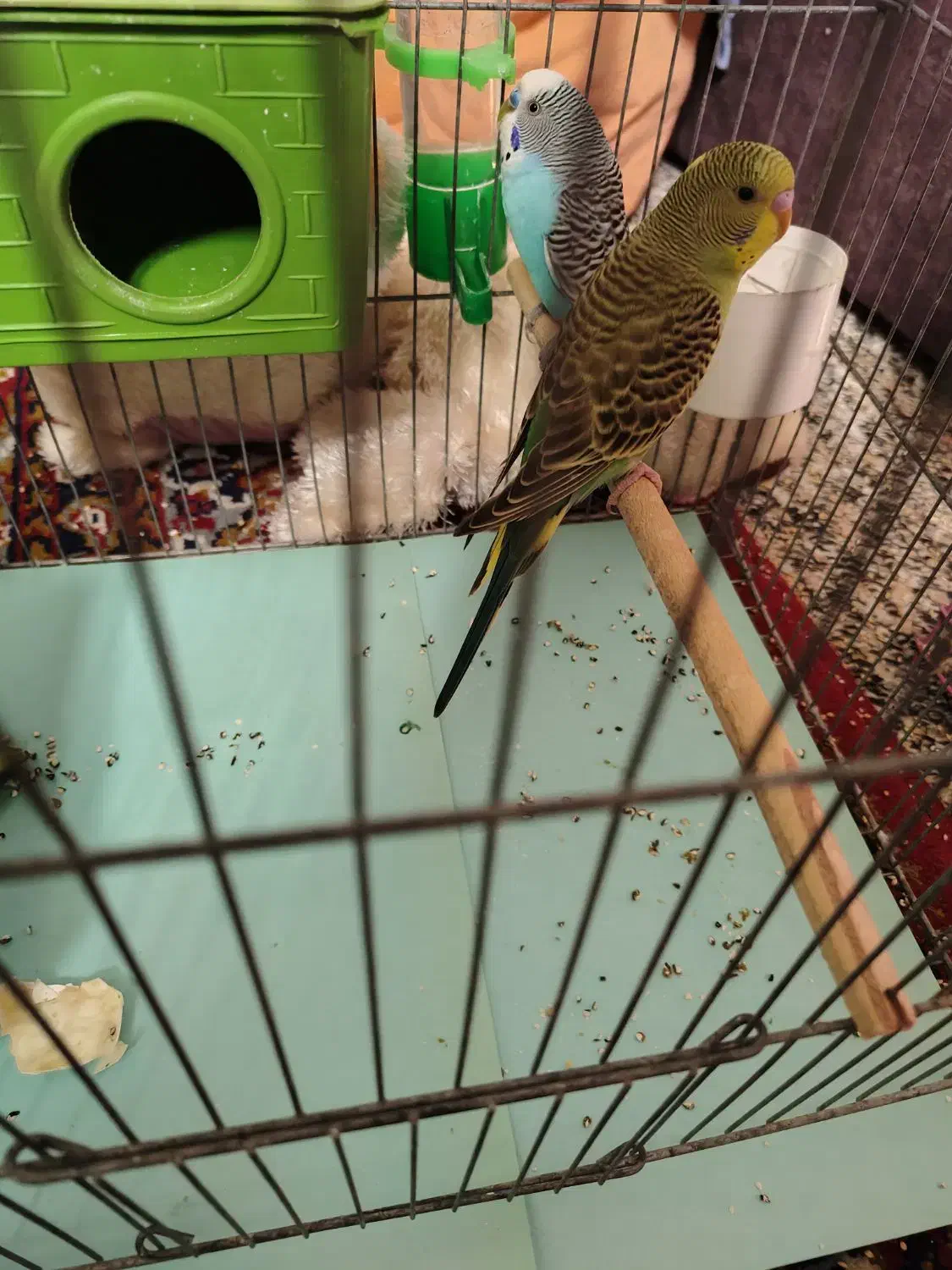 مرغ عشق|پرنده|بندر کنگان, |دیوار