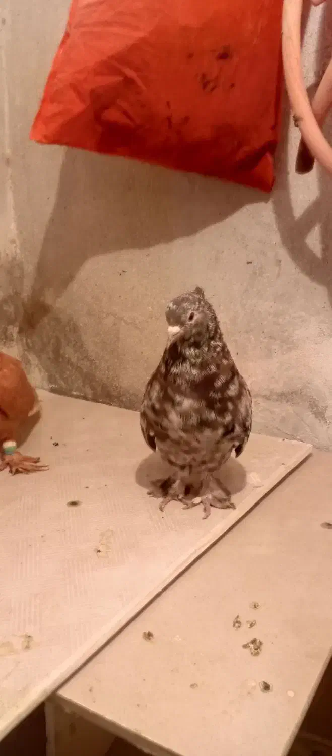 کفتر دم سفید|پرنده|شیروان (خراسان), |دیوار