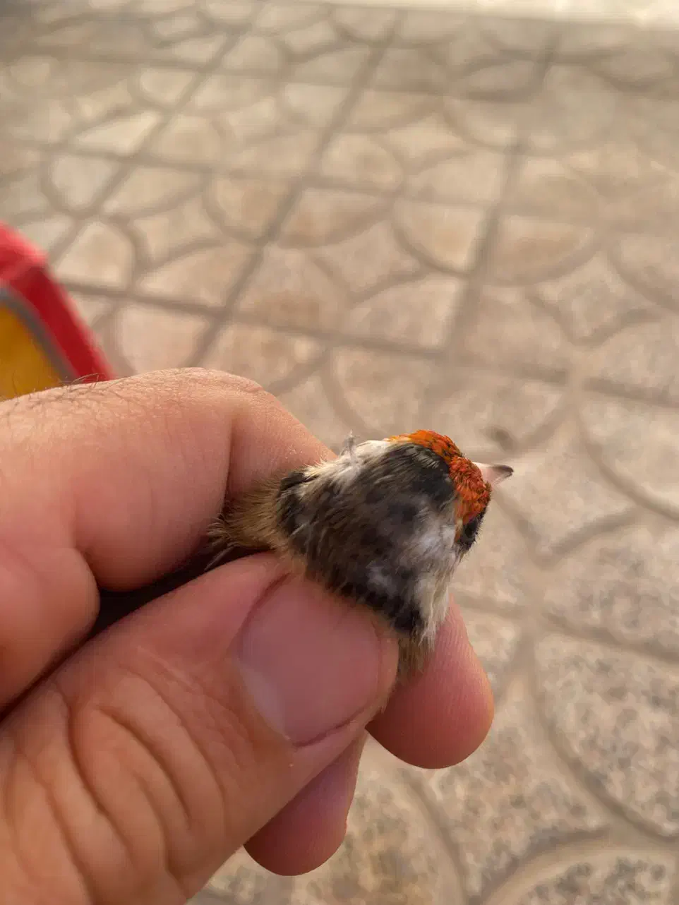 سهره ماده داغ سر|پرنده|کوهدشت, |دیوار