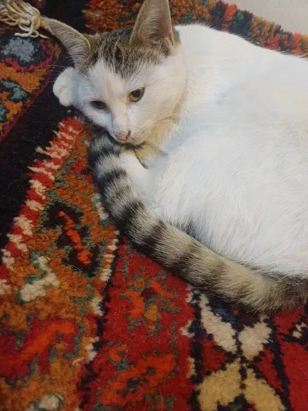 گربه ناز و مهربان|گربه|اردبیل, |دیوار