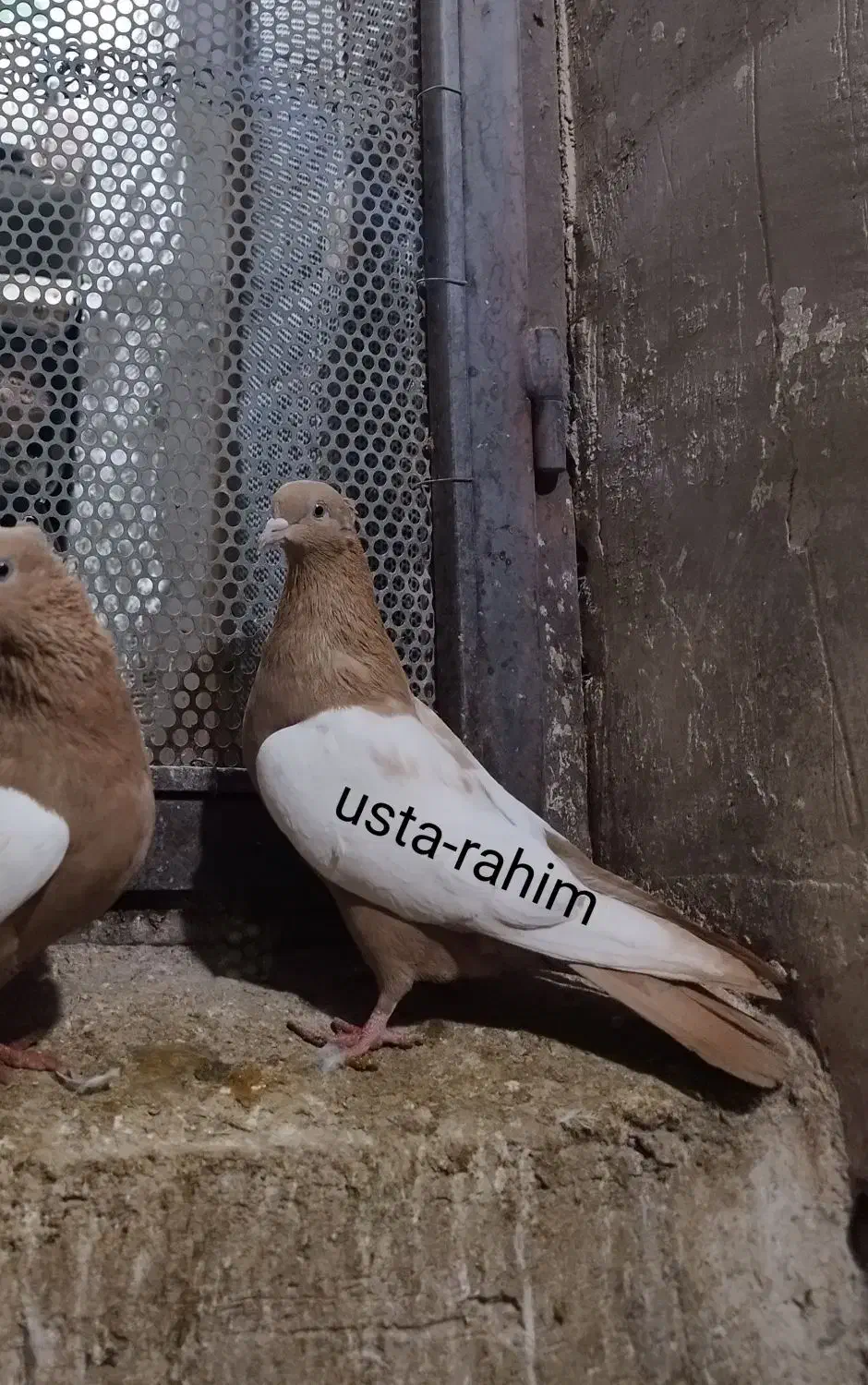 کفتر رنگی|پرنده|یامچی, |دیوار