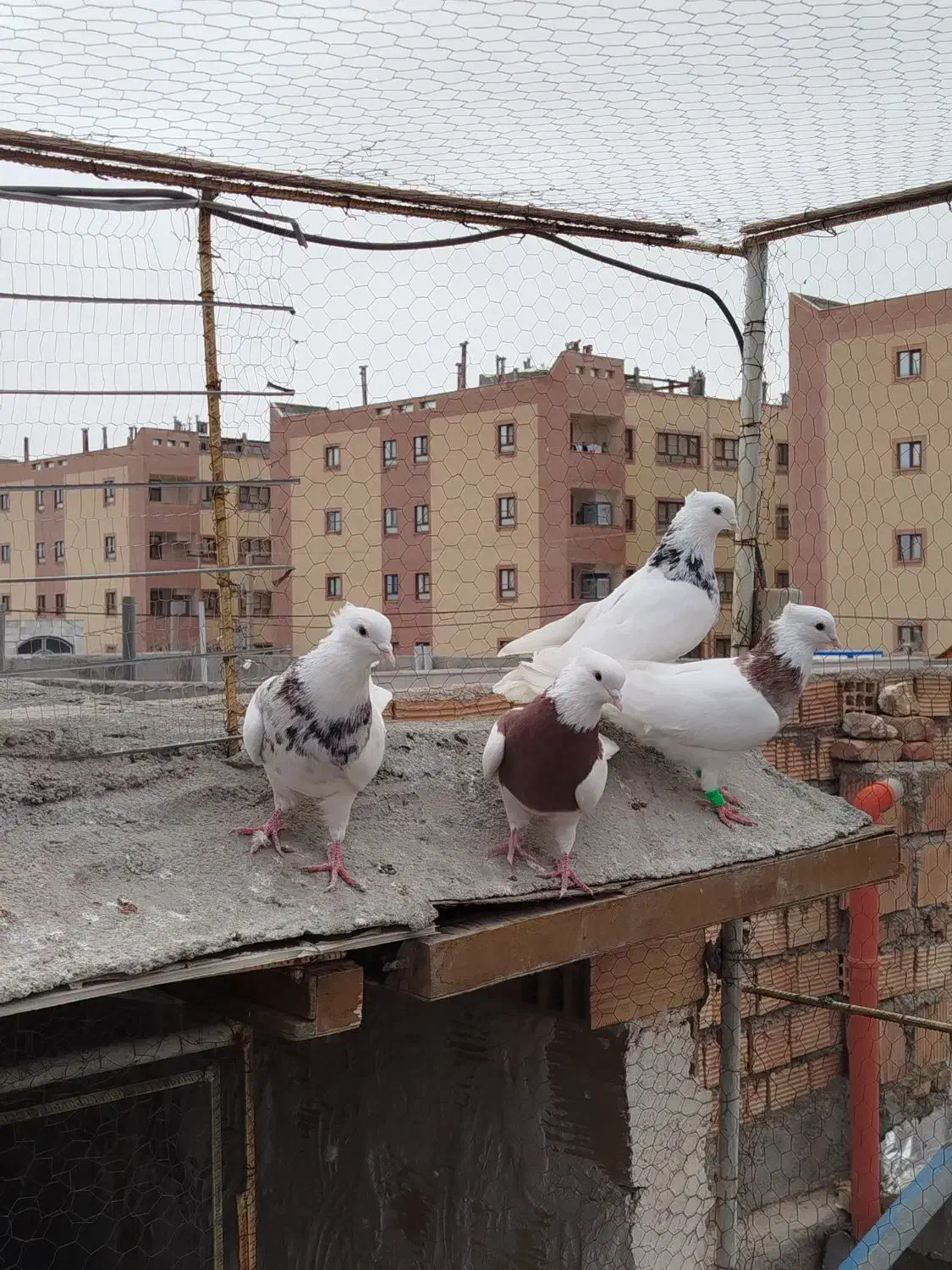 طوقی|پرنده|بیرجند, |دیوار