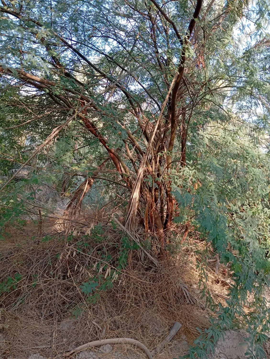 درخت رایگان|خدمات باغبانی و درختکاری|وحدتیه, |دیوار