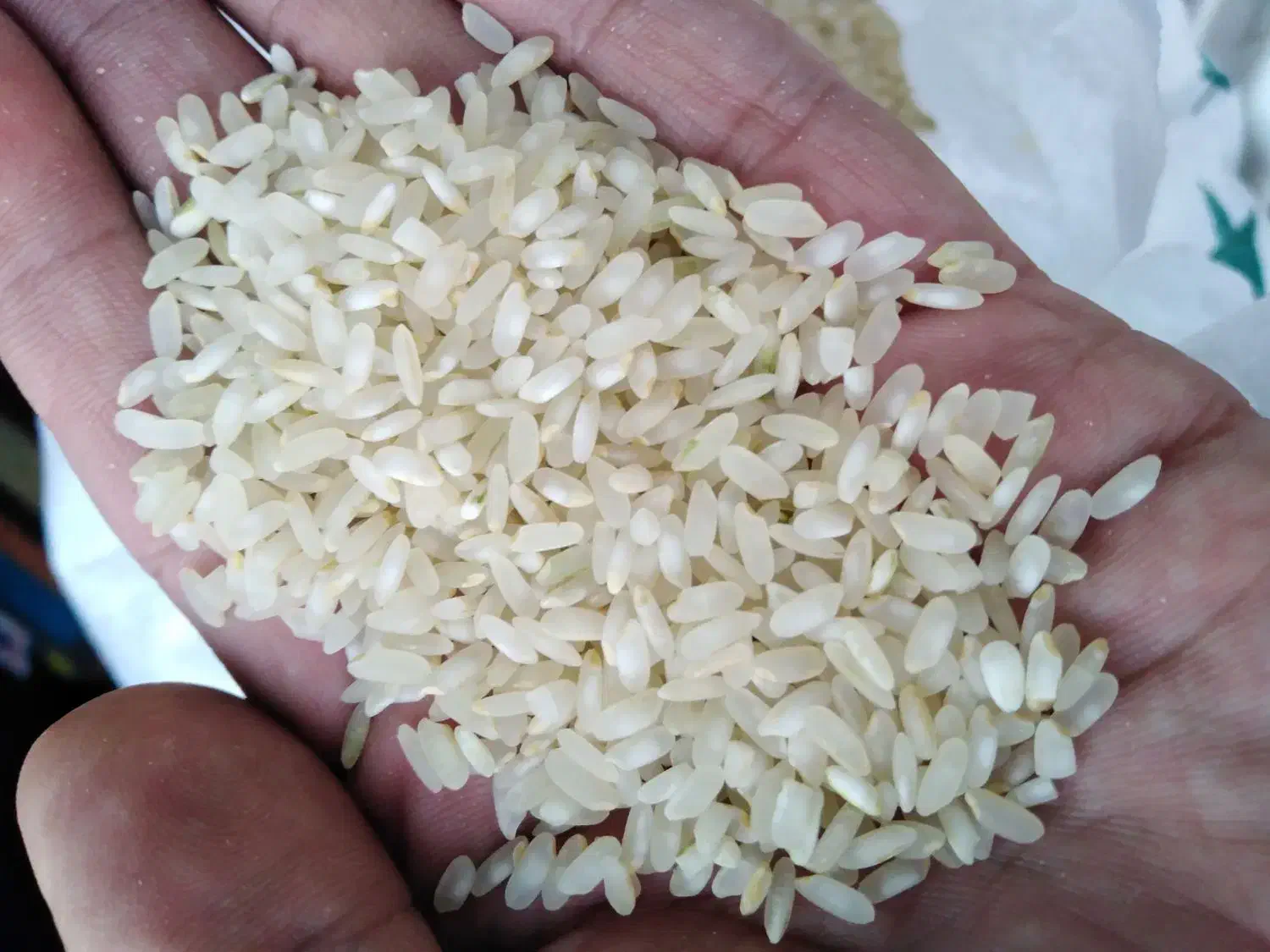 برنج کامفیروزی|خوردنی و آشامیدنی|شیراز, شهرک فرهنگیان|دیوار