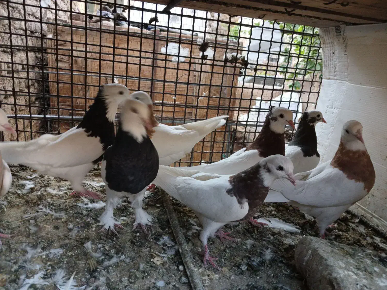 کبوتر فروشی|پرنده|بم, |دیوار