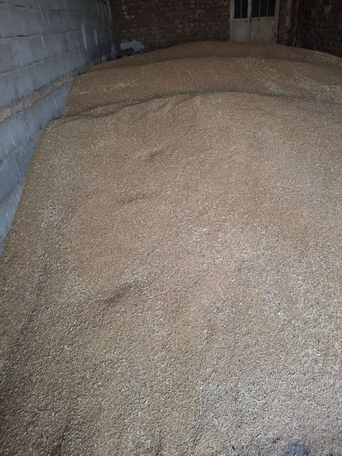 گندم دیم...|خدمات باغبانی و درختکاری|تیکمه داش, |دیوار