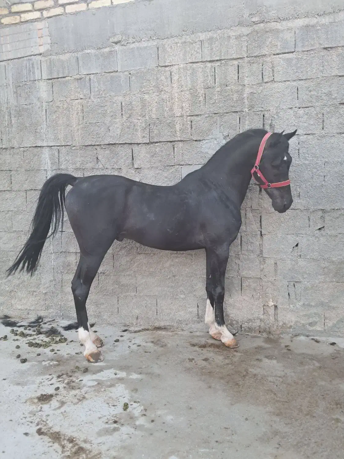 فروش نریان کره پوریا قاسمیان|اسب و تجهیزات اسبسواری|رامشه, |دیوار