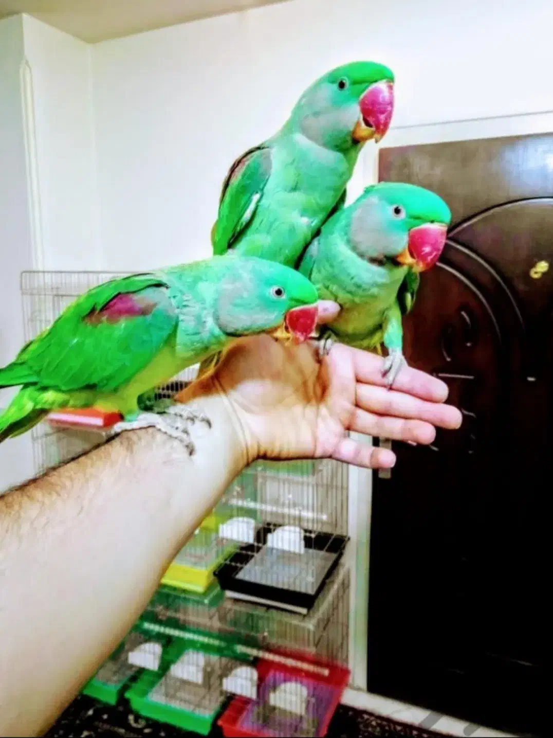 دنیا شاه طوطی ملنگو نر ماده دستی رام سخنگوچشم درشت|پرنده|تهران, استاد معین|دیوار