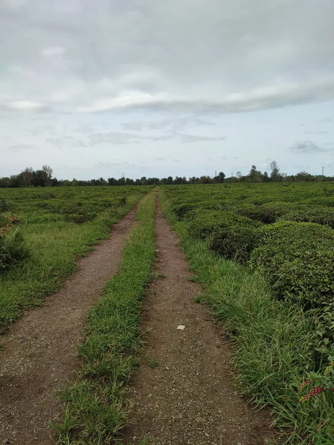 علوفه|حراج|سمیرم, |دیوار