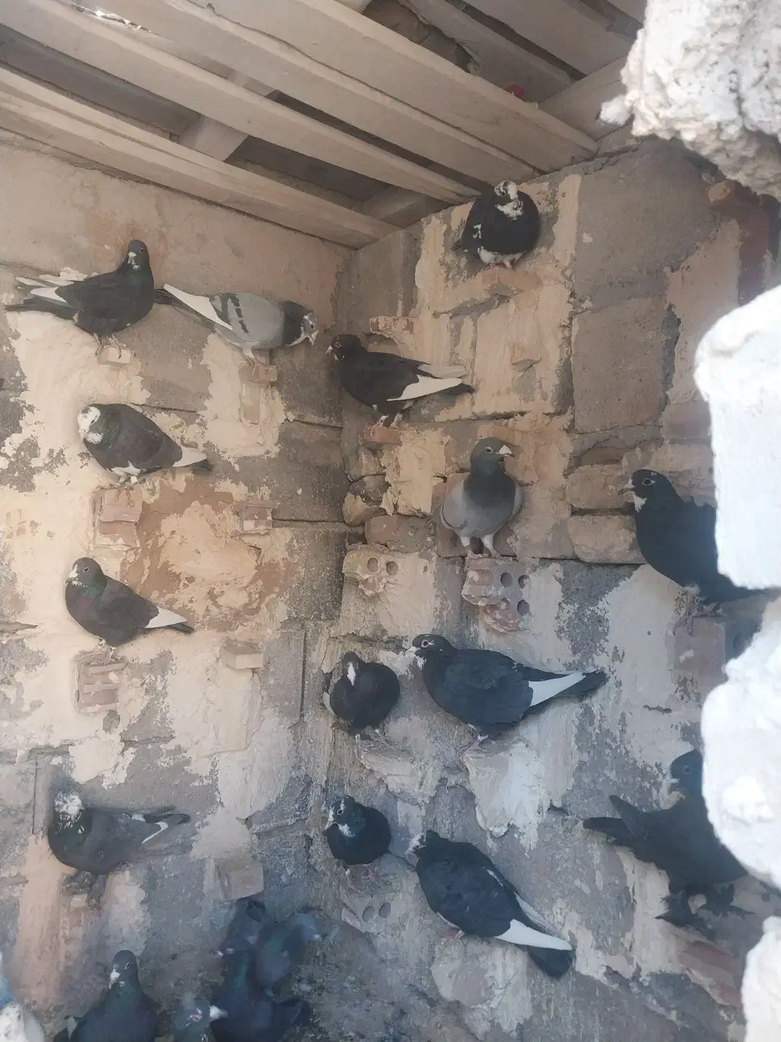 نر سوراخ .پلنگ|پرنده|کرمان, |دیوار