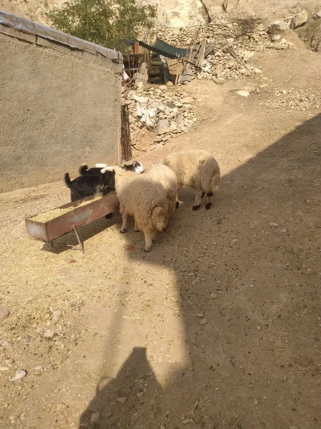 سه عدد بره|حیوانات مزرعه|آبدانان, |دیوار