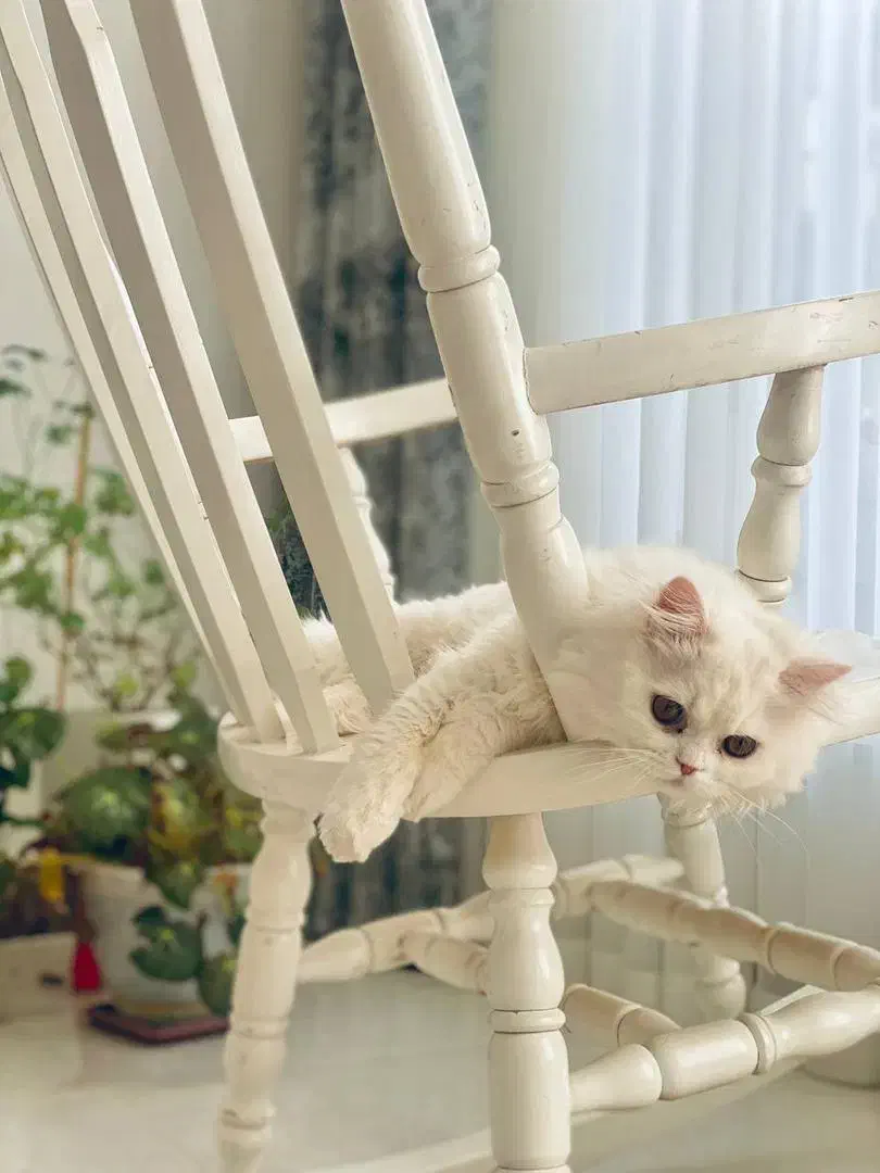 گربه نر برای جفت گیری|گربه|ارومیه, |دیوار